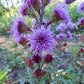 Liatris ligulistylis - Meadow Blazing Star