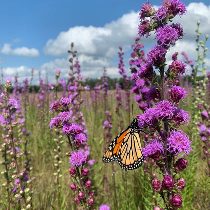 Liatris ligulistylis - Meadow Blazing Star - 38 Plug Tray