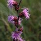 Liatris ligulistylis - Meadow Blazing Star - 38 Plug Tray