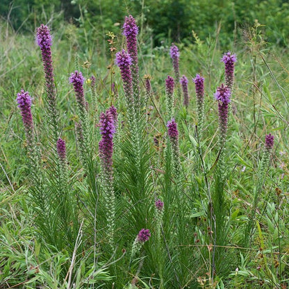 Liatris pycnostachya - Prairie Blazing Star - 38 Plug Tray