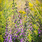 Liatris scariosa var. nieuwlandii - Northern Blazing Star - 38 Plug Tray