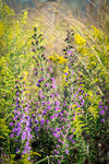 Liatris scariosa var. nieuwlandii - Northern Blazing Star