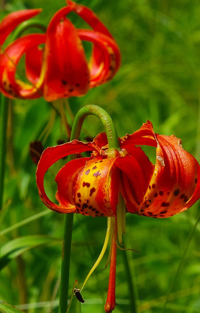 michigan lily flower Lilium michiganense