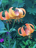 Lilium michiganense - Michigan Lily - 3" Pot