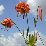 Lilium michiganense - Michigan Lily - 3" Pot