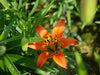 Lilium philadelphicum - Prairie Lily