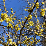 Lindera benzoin - Spicebush - 38 Plug Tray