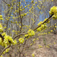 Lindera benzoin - Spicebush