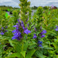 Lobelia siphilitica - Great Blue Lobelia