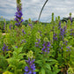 Lobelia siphilitica - Great Blue Lobelia - 3" Pot