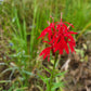 Lobelia cardinalis - Cardinal Flower - 3" Pot