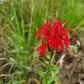 Lobelia cardinalis - Cardinal Flower