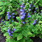Lobelia siphilitica - Great Blue Lobelia