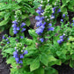 Lobelia siphilitica - Great Blue Lobelia - 38 Plug Tray