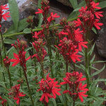 Lobelia cardinalis - Cardinal Flower - 3" Pot