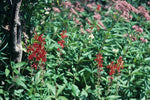 Lobelia cardinalis - Cardinal Flower - 3" Pot