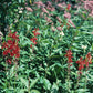 Lobelia cardinalis - Cardinal Flower