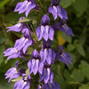 Lobelia siphilitica - Great Blue Lobelia - 3" Pot