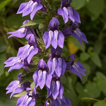 Lobelia siphilitica - Great Blue Lobelia