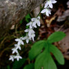 Lobelia spicata - Pale Spiked Lobelia