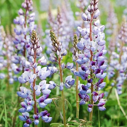 Lupinus perennis - Wild Lupine - 3" Pot