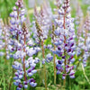 Lupinus perennis - Wild Lupine - 32 Pot Tray