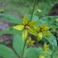 Lysimachia quadrifolia - Whorled Loosestrife - 38 Plug Tray
