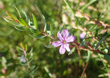 Lythrum alatum -  Winged Loosestrife - 3" Pot