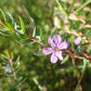 Lythrum alatum -  Winged Loosestrife