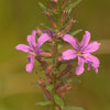 Lythrum alatum -  Winged Loosestrife - 3" Pot