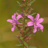 Lythrum alatum -  Winged Loosestrife
