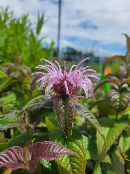 Monarda bradburiana - Bradbury's Bee Balm