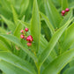 Maianthemum racemosum - False Solomon's Seal