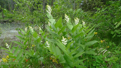 Maianthemum racemosum - False Solomon's Seal