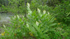 Maianthemum racemosum - False Solomon's Seal