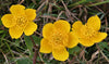 Caltha palustris - Marsh Marigold