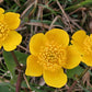 Caltha palustris - Marsh Marigold - 38 Plug Tray