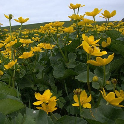 Caltha palustris - Marsh Marigold - 38 Plug Tray