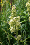 Melanthium virginicum - Bunch Flower