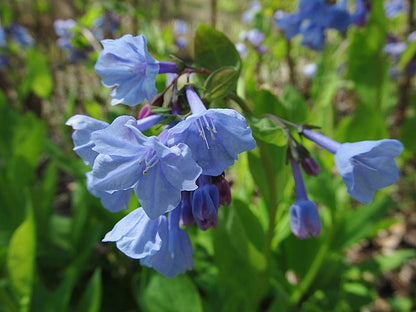 Mertensia virginica - Virgina Bluebells