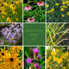 Migratory Bird Garden Kit