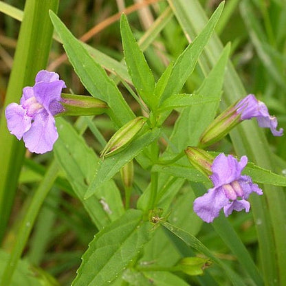 Mimulus ringens - Monkey Flower