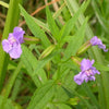 Mimulus ringens - Monkey Flower