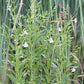 Mimulus ringens - Monkey Flower