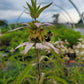 Monarda punctata - Spotted Bee Balm