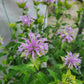 Monarda fistulosa - Beebalm