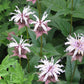 Monarda bradburiana - Bradbury's Bee Balm