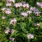 Monarda bradburiana - Bradbury's Bee Balm