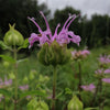 Monarda fistulosa - Beebalm