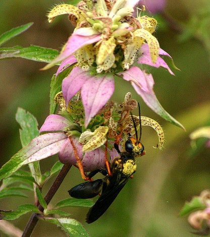 Monarda punctata - Spotted Bee Balm